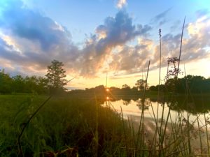 Glimpse Of Nature Gallery 3 - Willows At Watson
