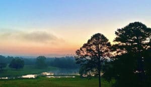 Glimpse Of Nature Gallery 7 - Willows At Watson