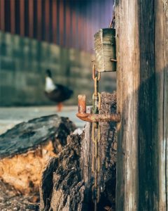 Glimpse Of Nature Gallery 31 - Willows At Watson