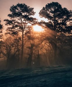 Glimpse Of Nature Gallery 21 - Willows At Watson