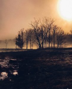 Glimpse Of Nature Gallery 22 - Willows At Watson