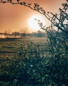 Glimpse Of Nature Gallery 26 - Willows At Watson