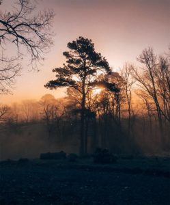 Glimpse Of Nature Gallery 27 - Willows At Watson