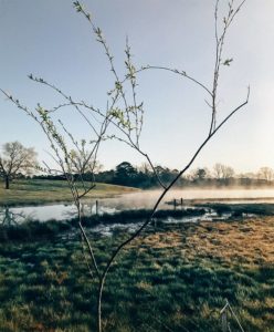 Glimpse Of Nature Gallery 28 - Willows At Watson