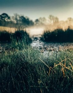 Glimpse Of Nature Gallery 29 - Willows At Watson