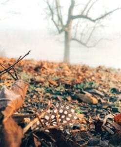 About - Willows At Watson